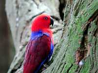 DWM7483  Eclectus Parrot, Australia Sanctuary